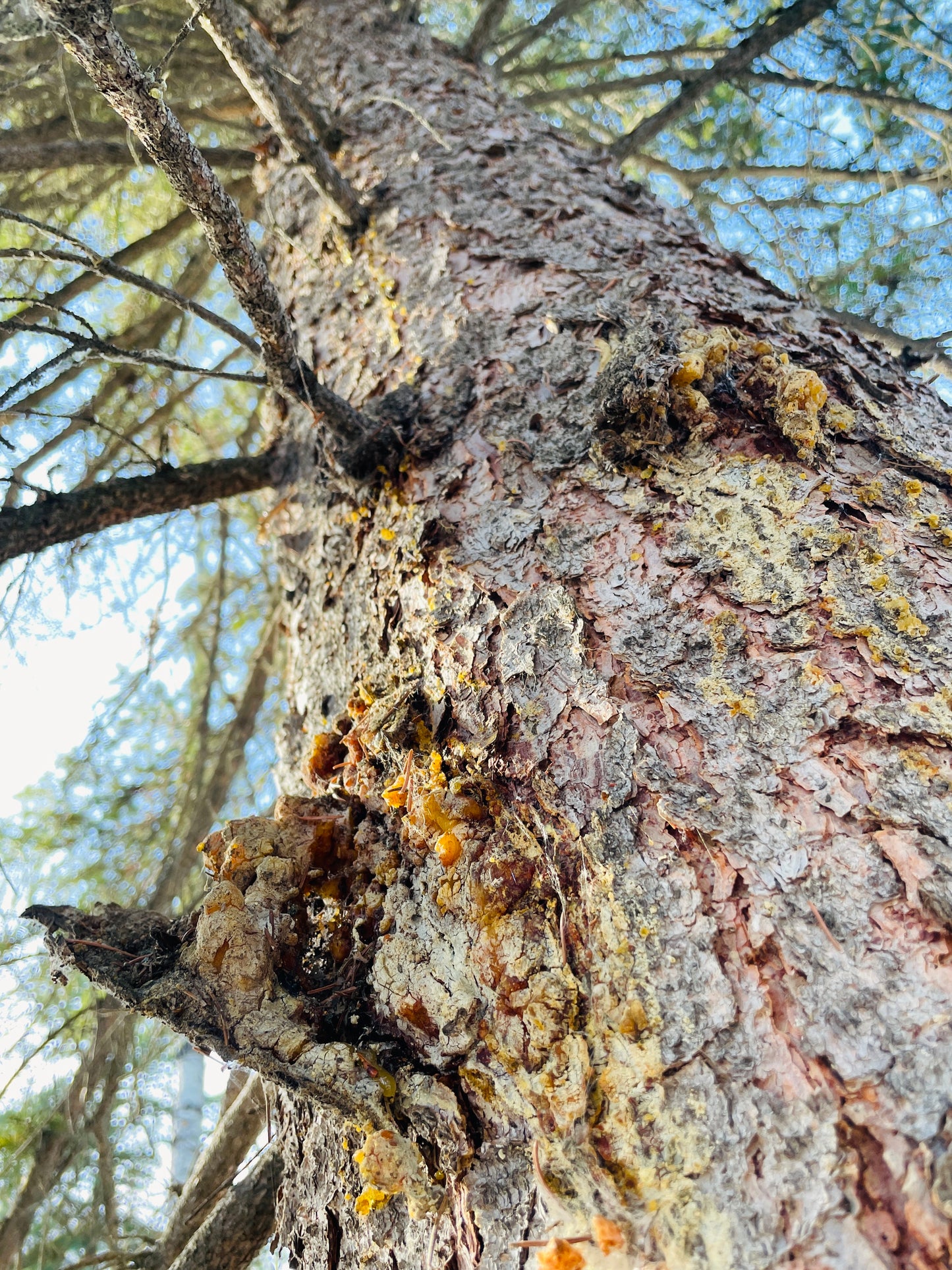 Canadian Spruce Gum Trial Size