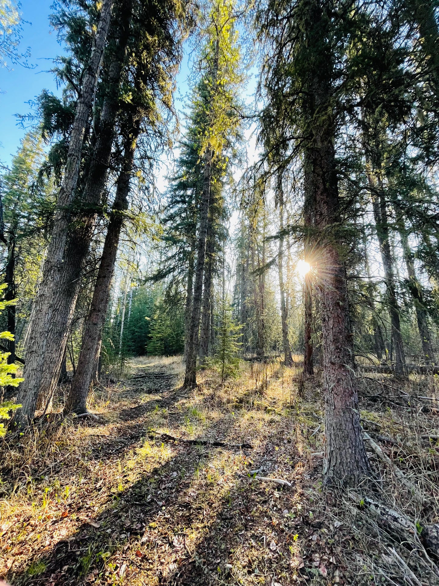 AmberGoo Bomb (Traditional Spruce Pitch Salve)