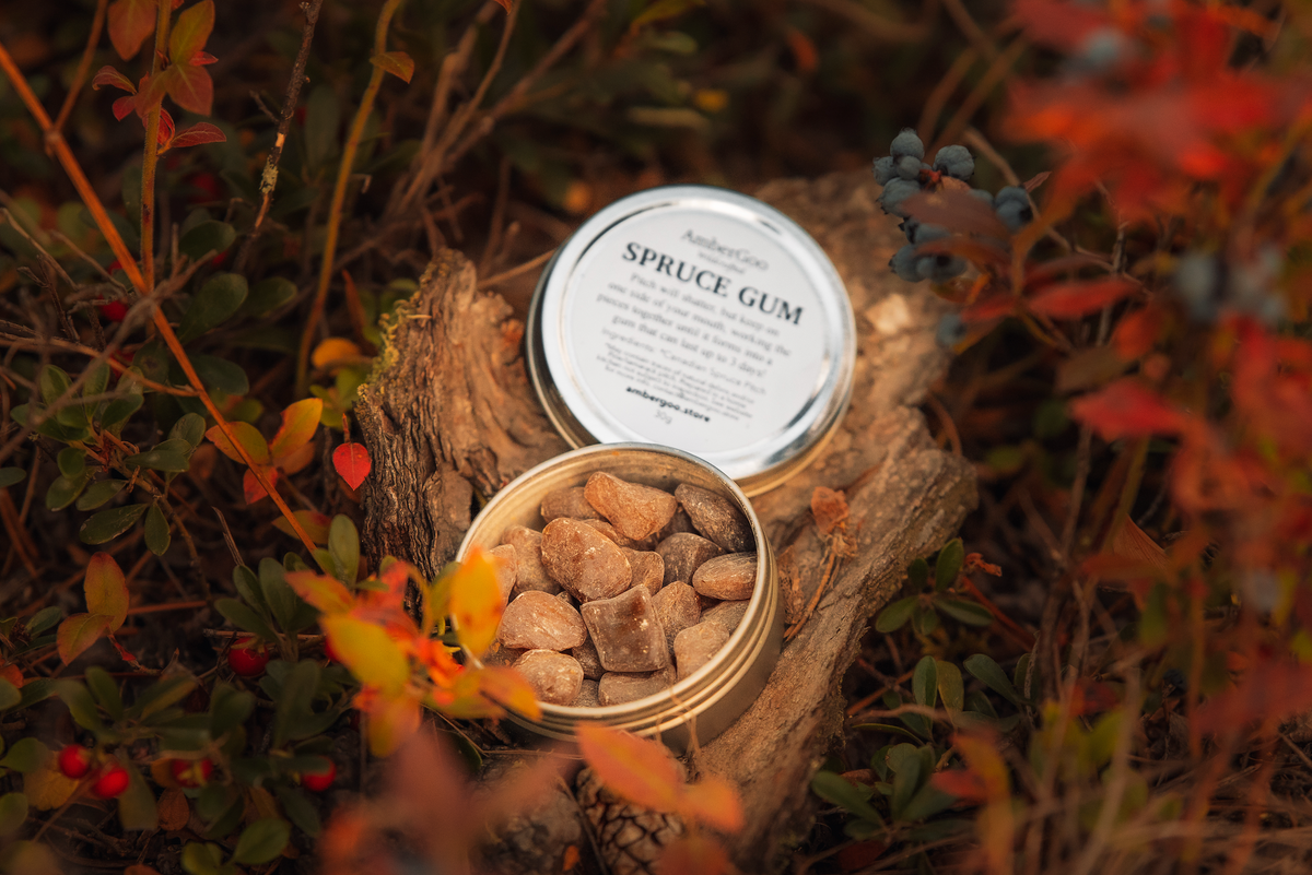 Open tin of AmberGoo Spruce Gum on wood among autumn leaves and berries