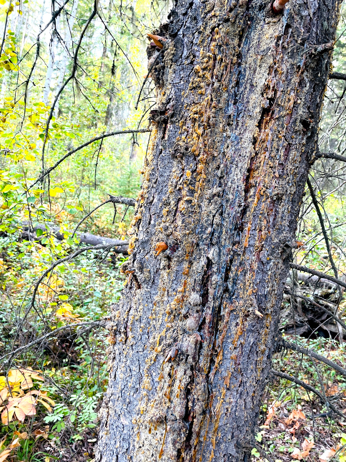 Canadian Spruce Gum 15g