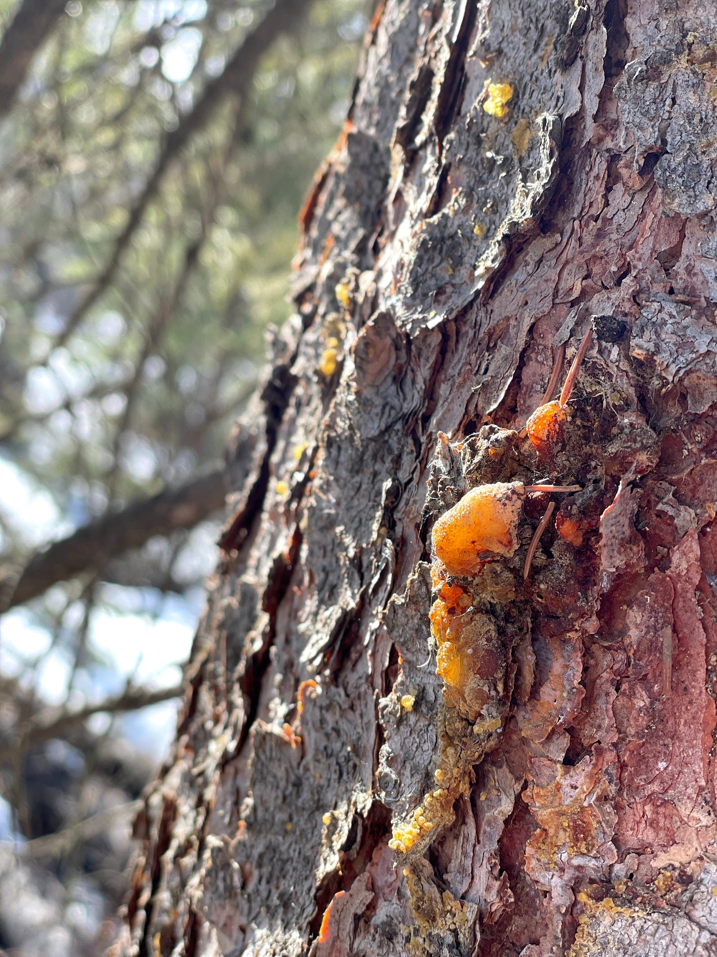 Canadian Spruce Gum 15g