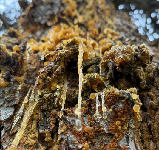 31 Sappy Spruce Gum Puns