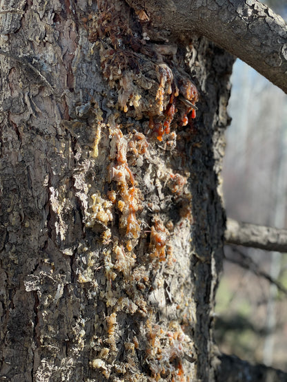 AmberGoo Bomb (Traditional Spruce Pitch Salve)