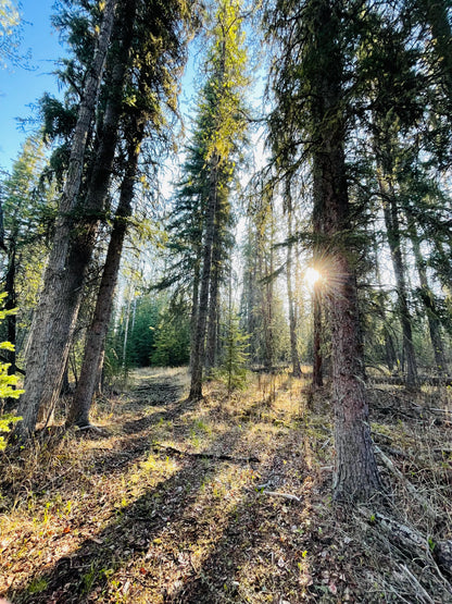 AmberGoo Bomb (Traditional Spruce Pitch Salve)