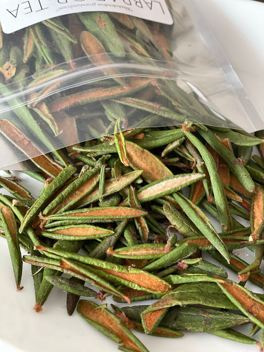 Labrador Tea (Rhododendron groenlandicum)