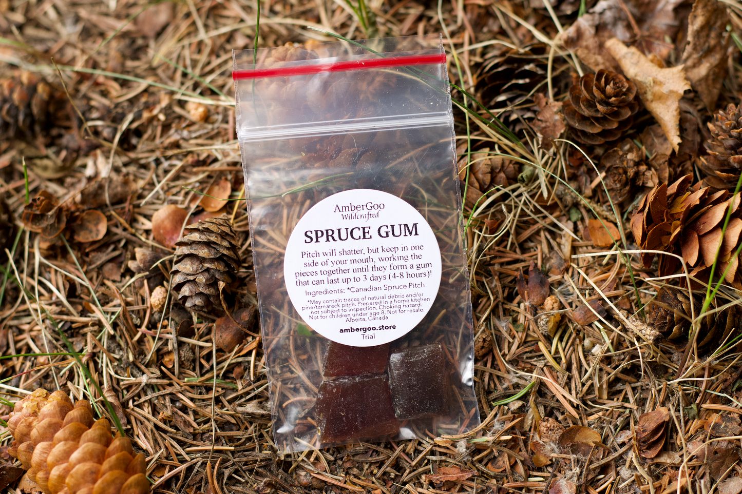 Canadian Spruce Gum Trial Size