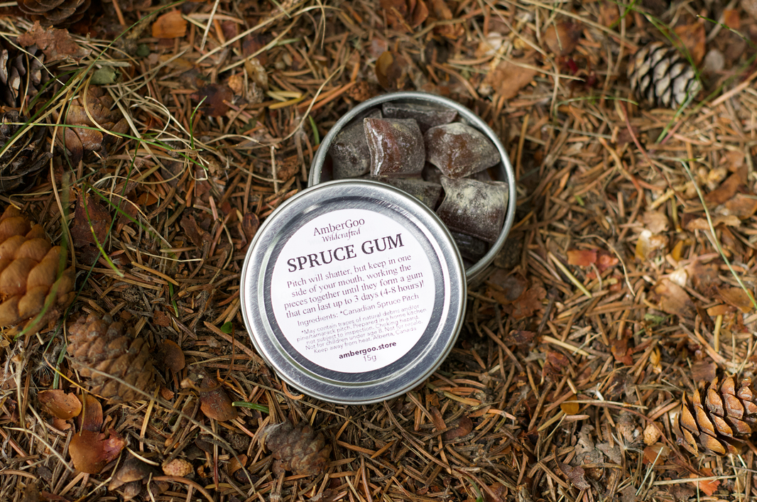 Natural Spruce Gum | Wildcrafted in Alberta | AmberGoo