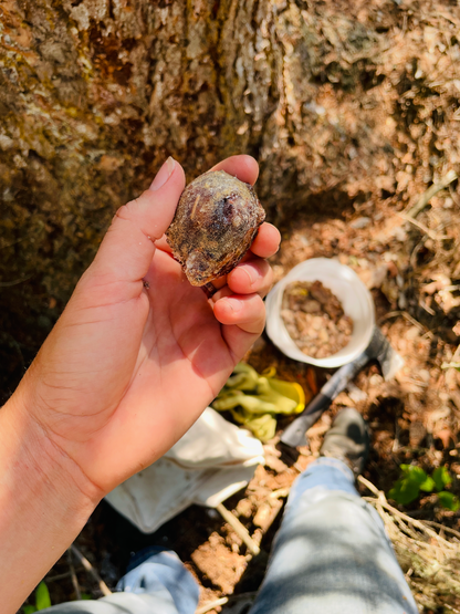 Canadian Spruce Gum 30g (~20 pieces)